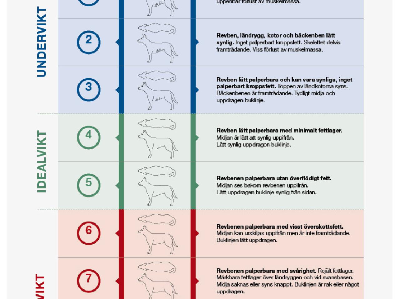 Body Condition Score Dog